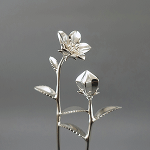 桔梗（ききょう）