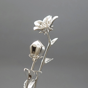 桔梗（ききょう）